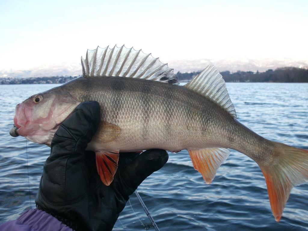 Fishing articles Perch December